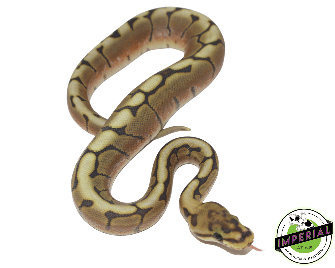 Honey Bee Ball Python Baby - Image 2