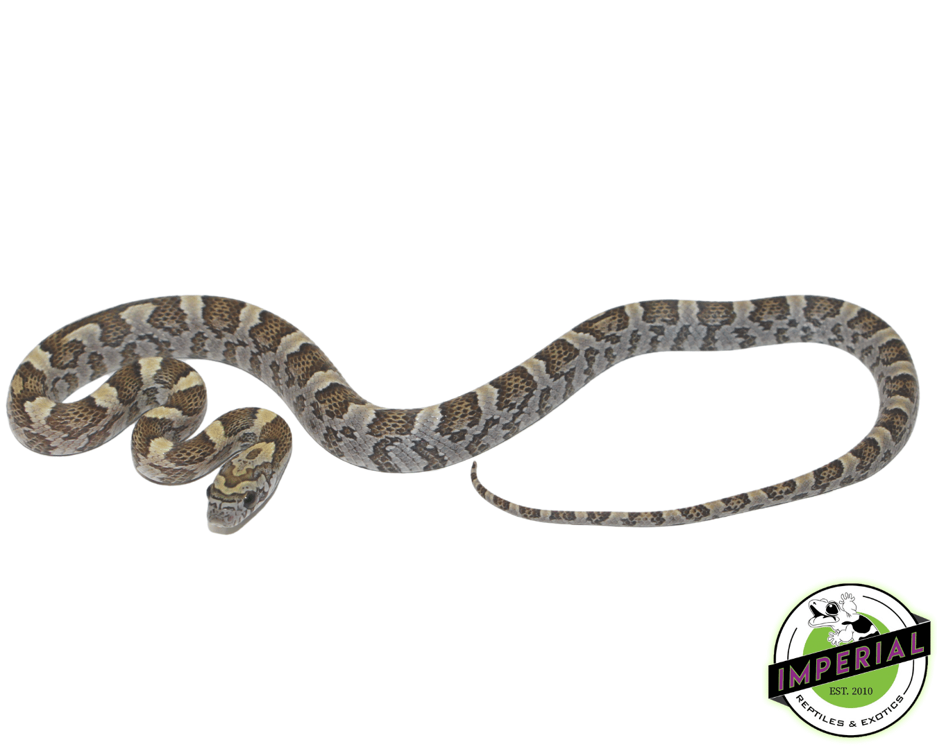 Honey Corn Snake - Image 2