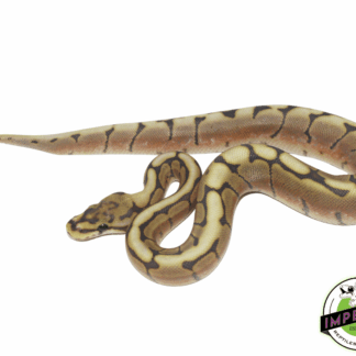 Honey Bee Ball Python Baby