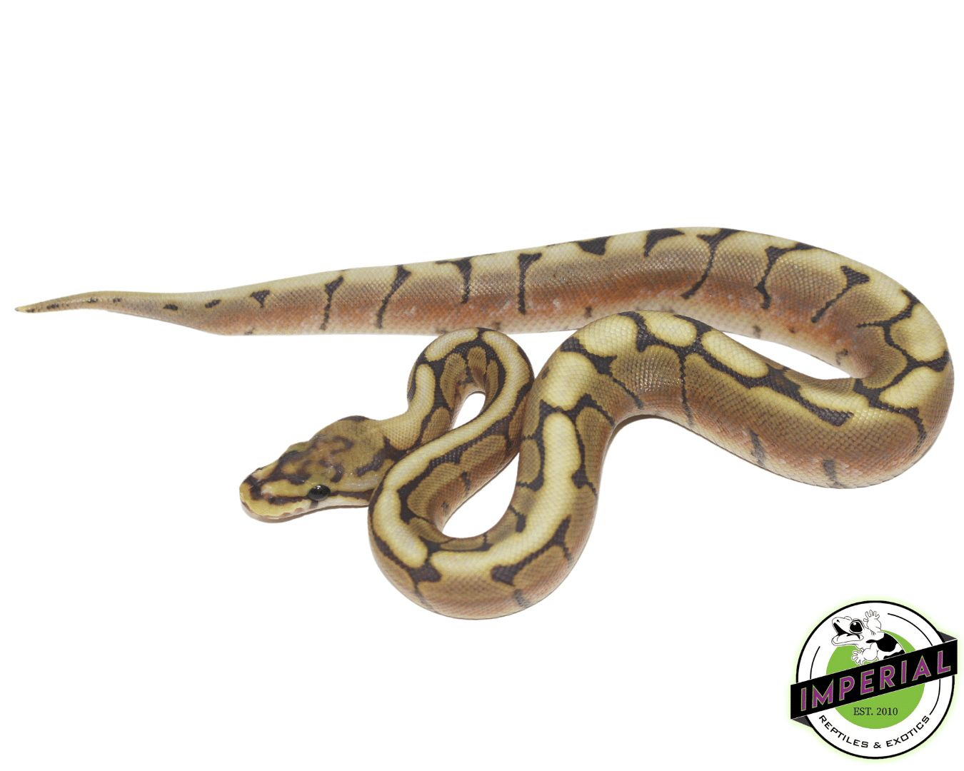 Honey Bee Ball Python Baby