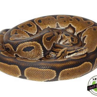 HRA Adult Ball Python LARGE PROVEN BREEDER