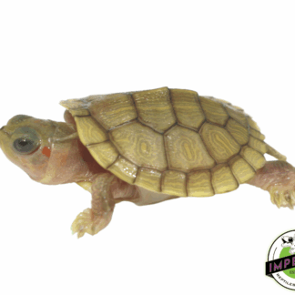 Hybino Red Ear Slider Baby