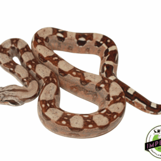 Hypo Aztec Boa Baby