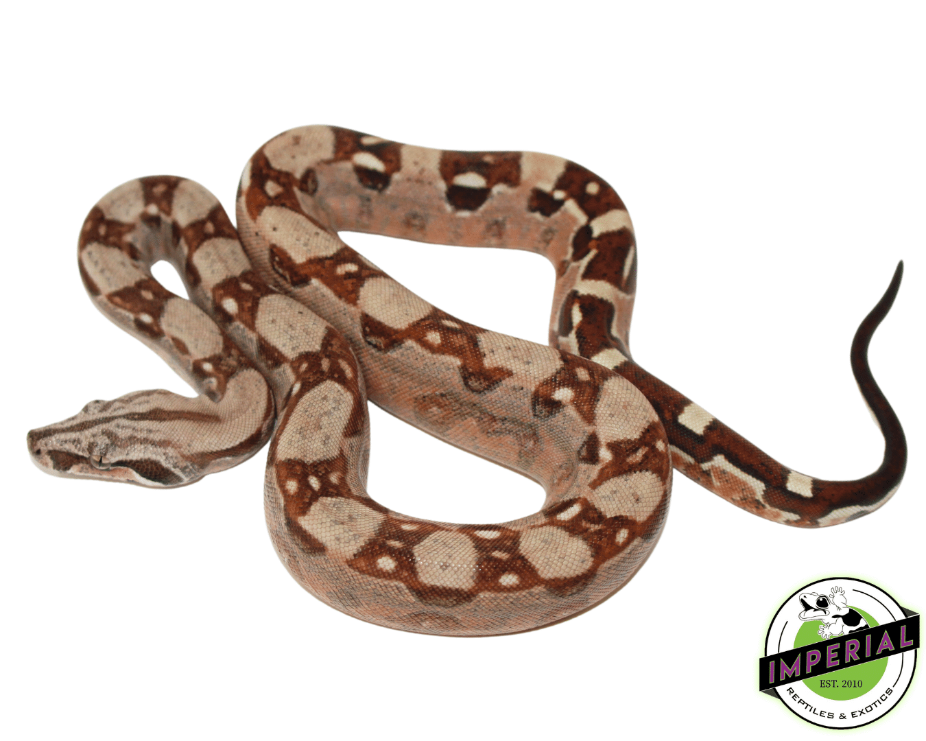 Hypo Aztec Boa Baby