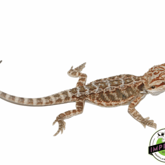 Hypo Bearded Dragon Baby