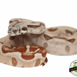 Hypo Colombian Boa Baby