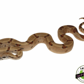 Hypo Colombian Boa