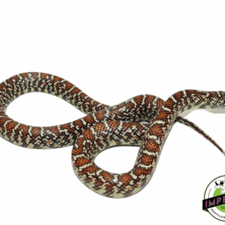 Hypo Brooks Kingsnake Baby