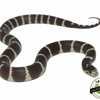 Hypo Banded California Kingsnake