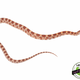 Hypo Corn Snake