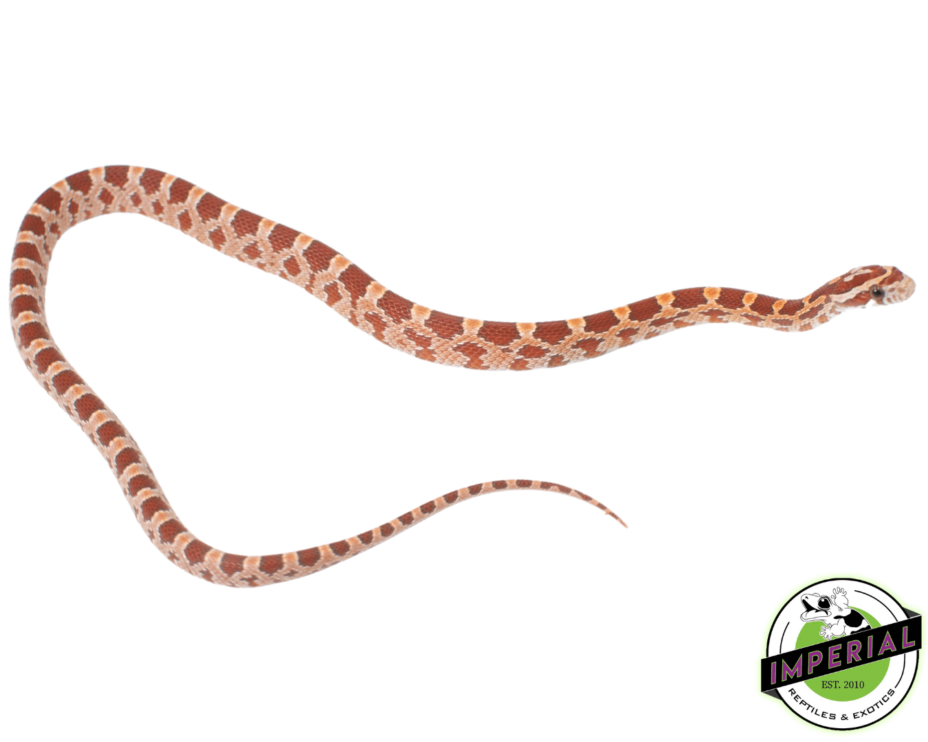 Hypo Corn Snake