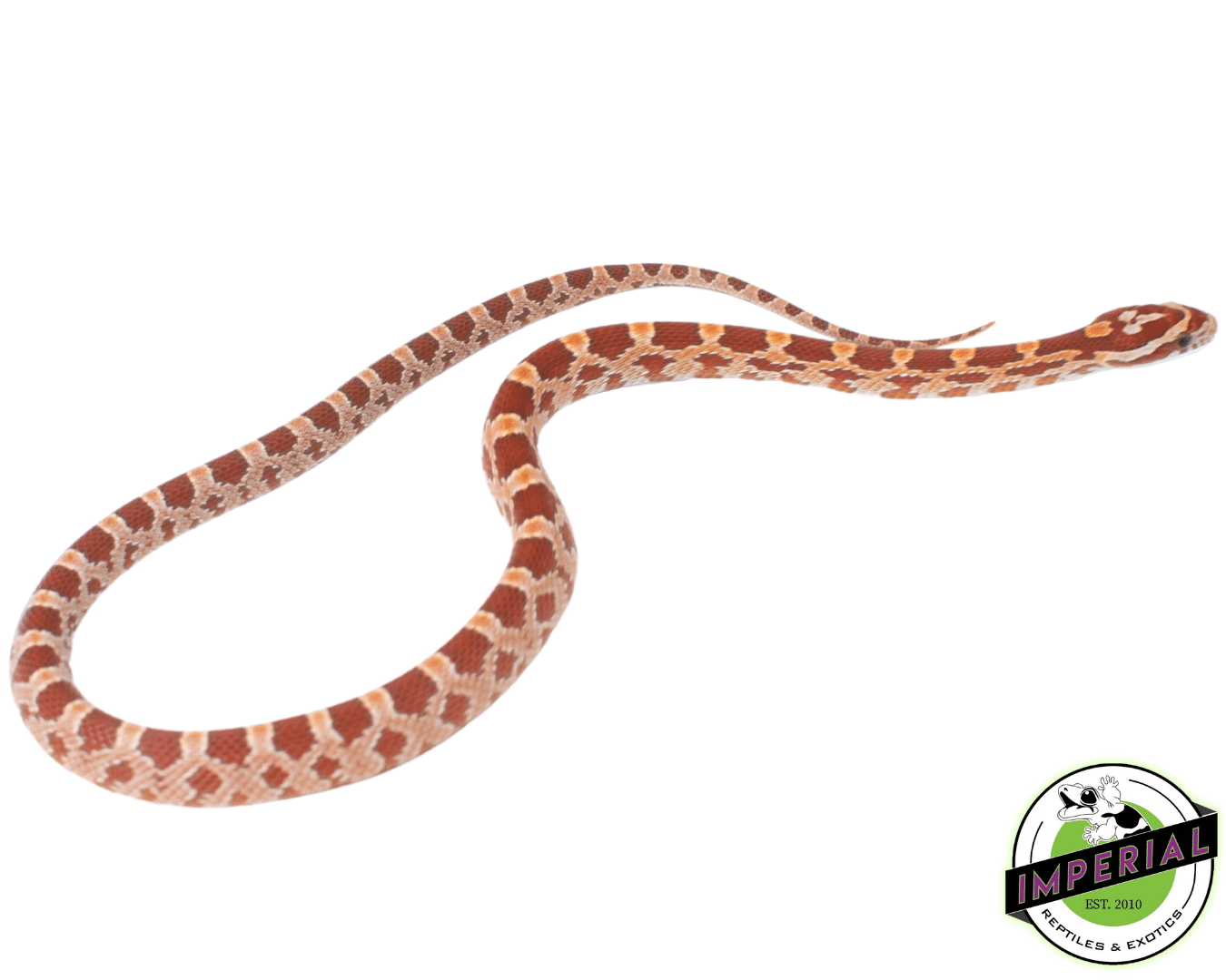 Hypo Corn Snake - Image 2