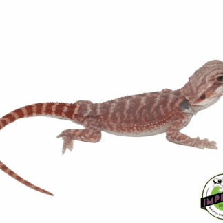 Hypo Deep Red Bearded Dragon