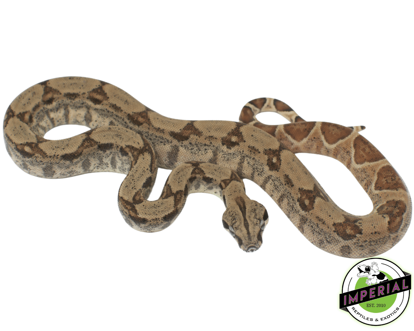 Hypo Het. Anery Boa - Image 2