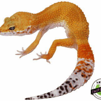 Hypo Het. Eclipse Leopard Gecko Adult