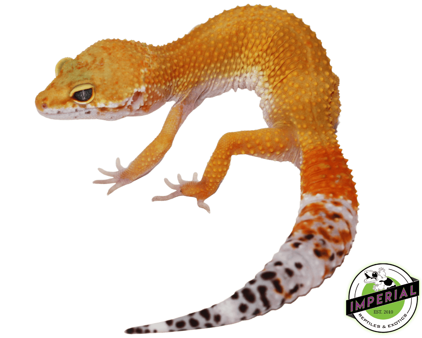 Hypo Het. Eclipse Leopard Gecko Adult