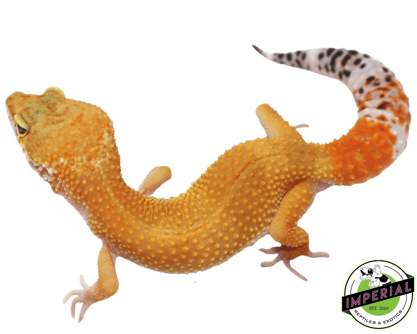 Hypo Het. Eclipse Leopard Gecko Adult - Image 2