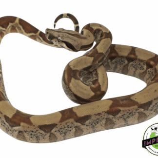 Hypo Het. Kahl Albino Boa