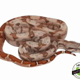 Hypo Hog Island Boa Baby