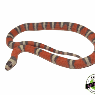 Hypo Honduran Milksnake Baby