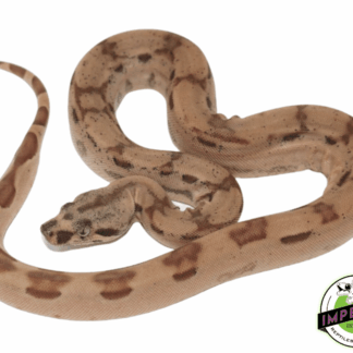 Hypo Jungle Arabesque 66% het. Albino (Kahl) Colombian Boa Baby