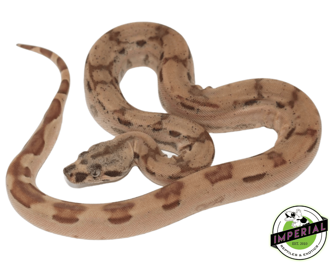 Hypo Jungle Arabesque 66% het. Albino (Kahl) Colombian Boa Baby