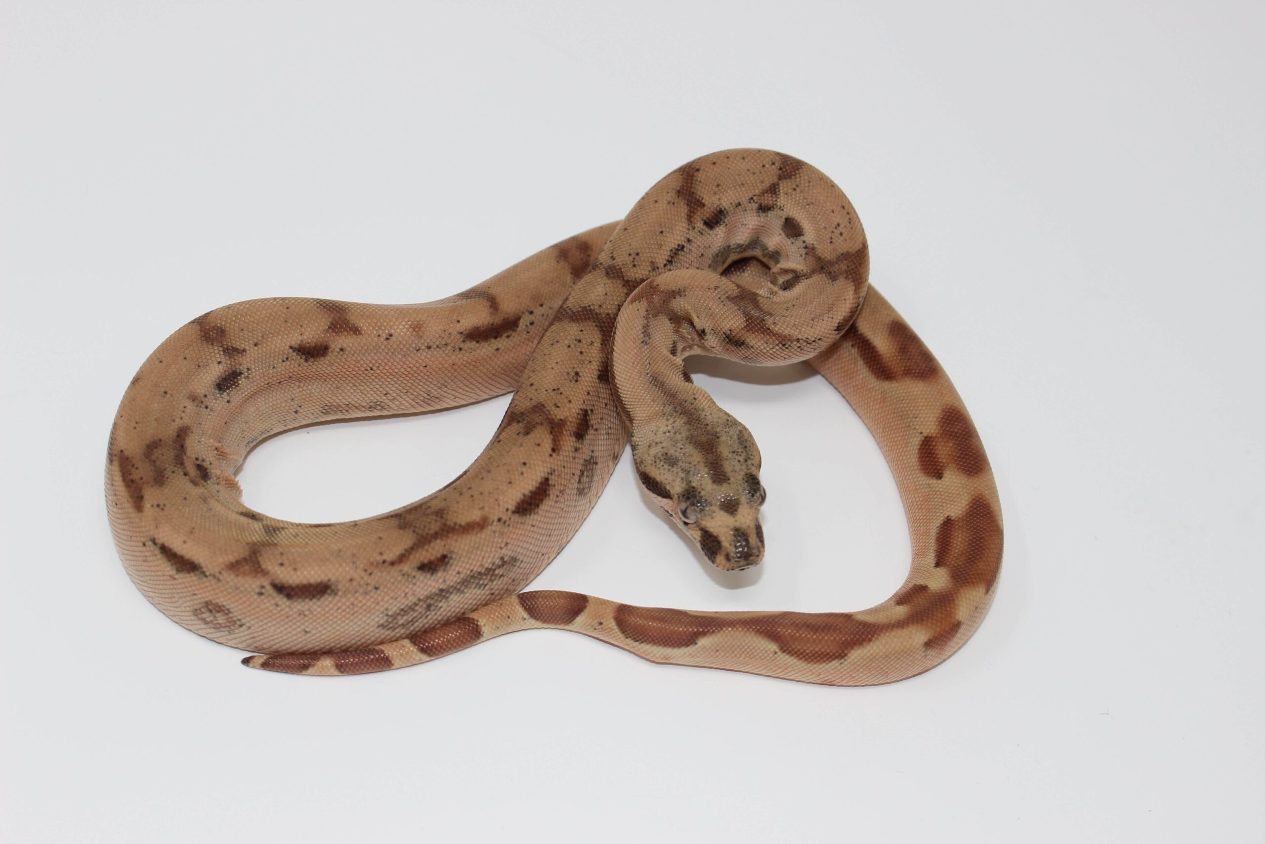 Hypo Jungle Arabesque 66% het. Albino (Kahl) Colombian Boa Baby - Image 2