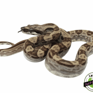 Hypo Motley Colombian Boa Baby