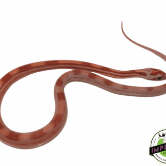 Hypo Motley Corn Snake