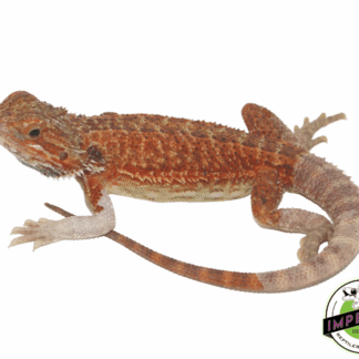 Red Hypo Bearded Dragon Sub Adult