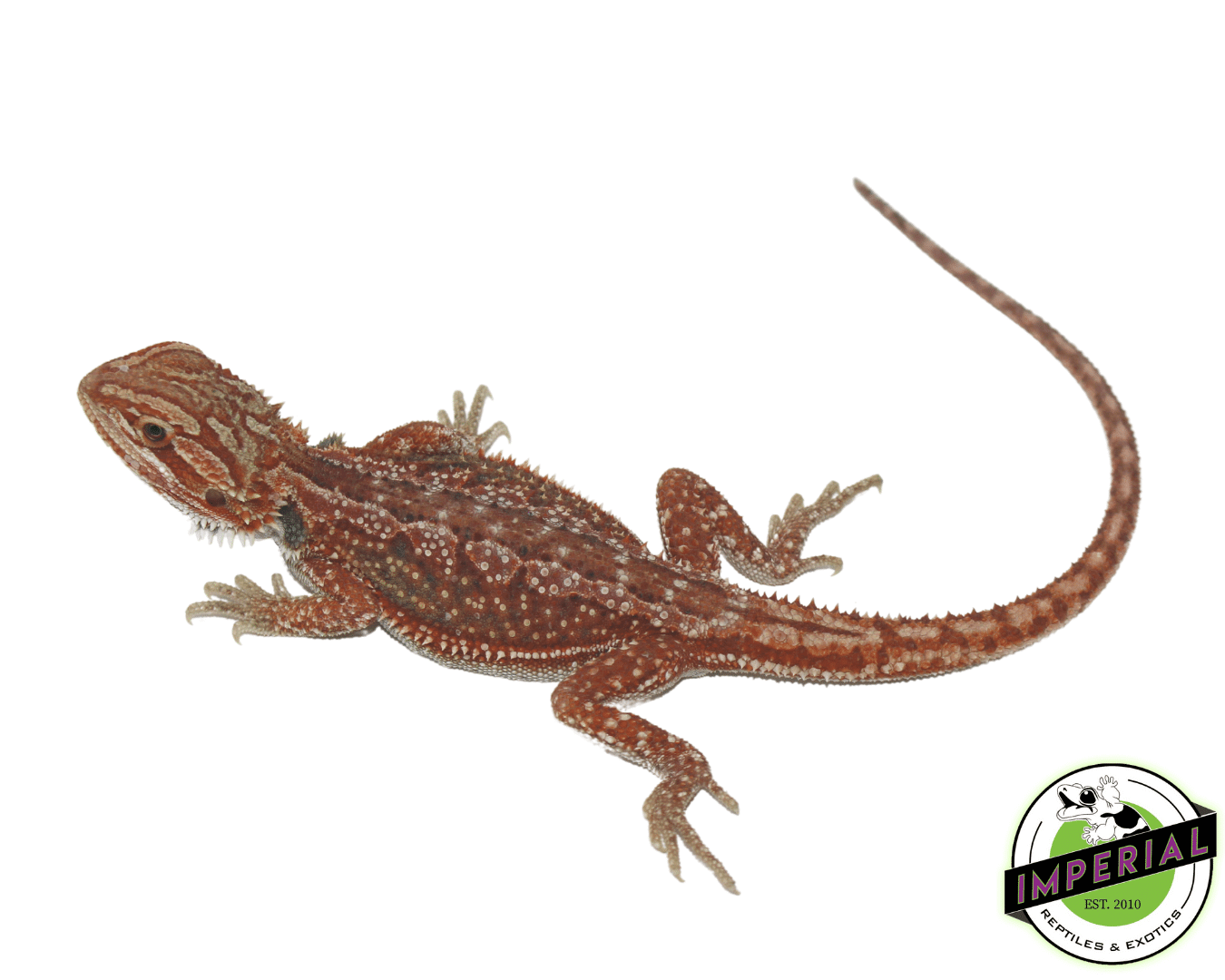 Red Hypo Dunner Bearded Dragon Baby - Image 2