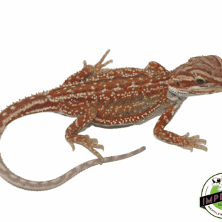 Red Hypo Dunner Bearded Dragon Baby