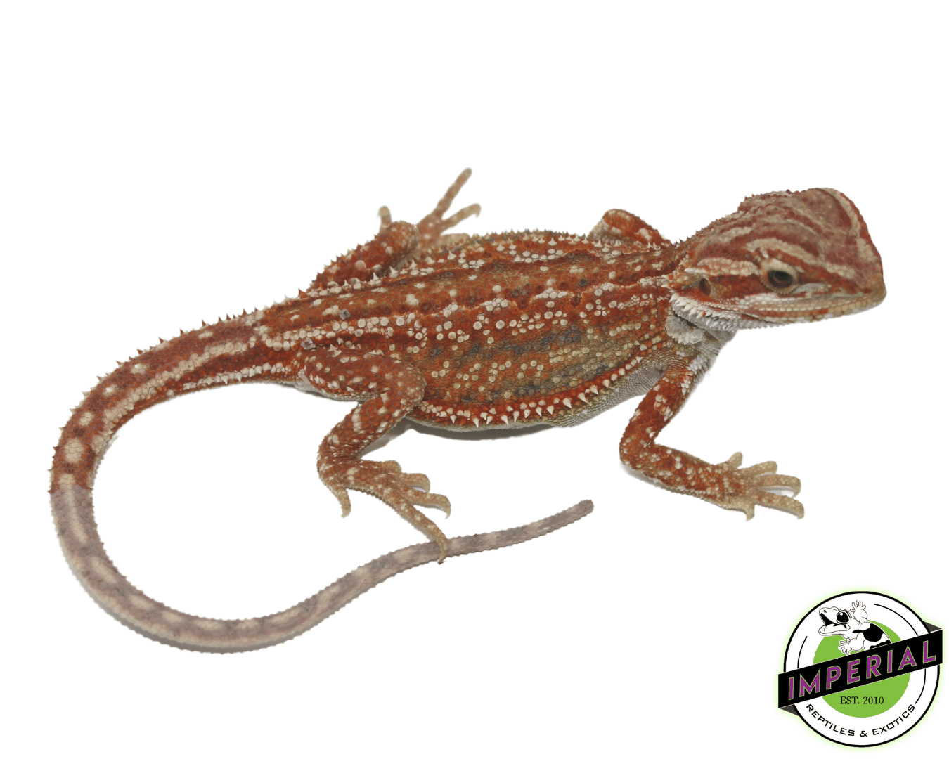 Red Hypo Dunner Bearded Dragon Baby