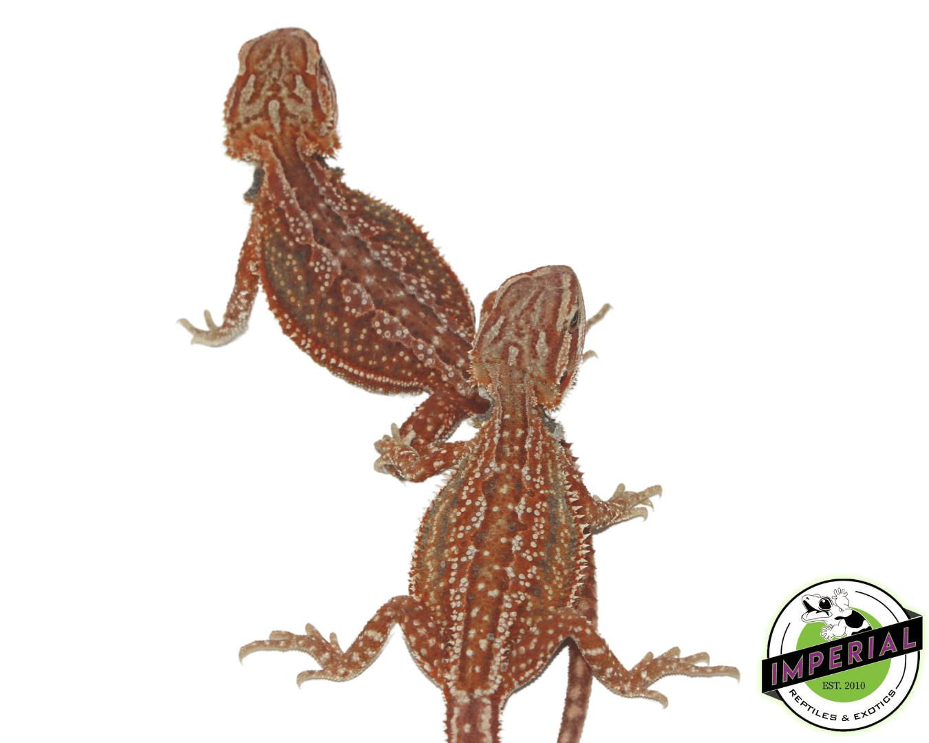 Red Hypo Dunner Bearded Dragon Baby - Image 3