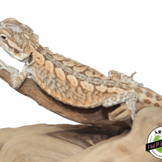 Hypo Snow Leatherback Bearded Dragon
