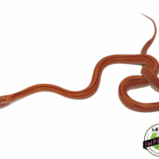 Hypo Striped Corn Snake Baby