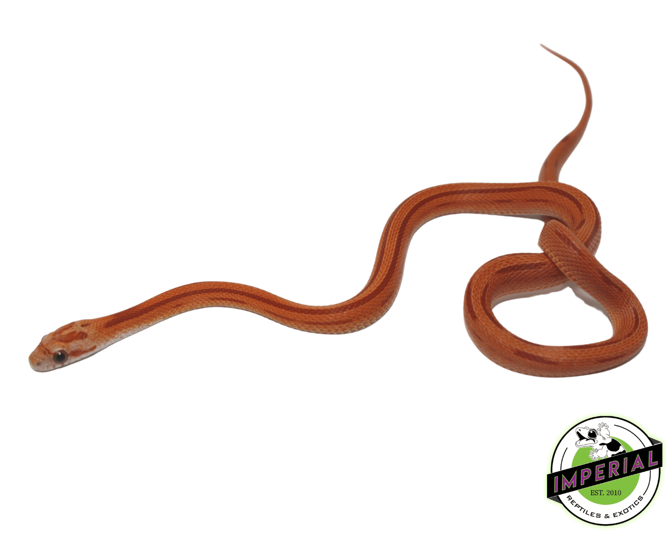 Hypo Striped Corn Snake Baby