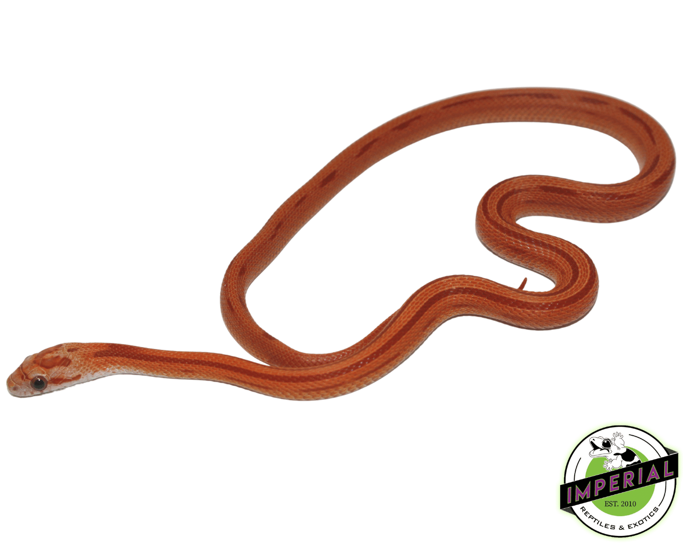 Hypo Striped Corn Snake Baby - Image 2