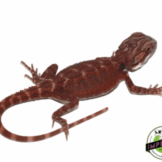 Super Red Hypo Bearded Dragon