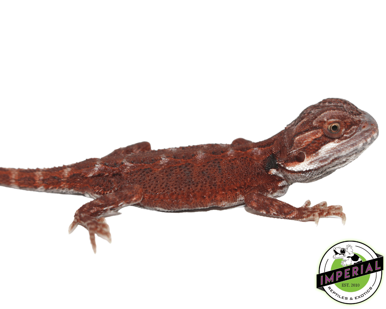 Super Red Hypo Bearded Dragon - Image 3