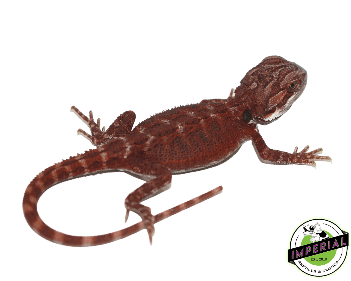 Super Red Hypo Bearded Dragon