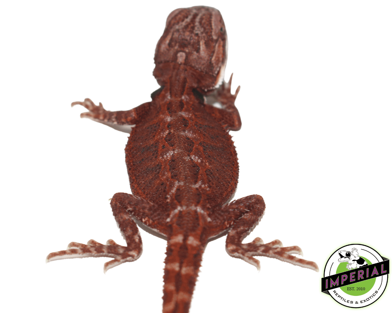 Super Red Hypo Bearded Dragon - Image 2