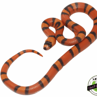 Hypo Tangerine Honduran Milk Snake
