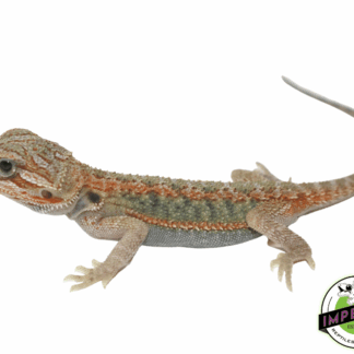 Hypo Translucent Bearded Dragon Baby