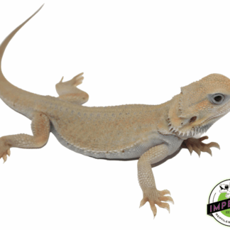 Witblits Hypo Trans Bearded Dragon