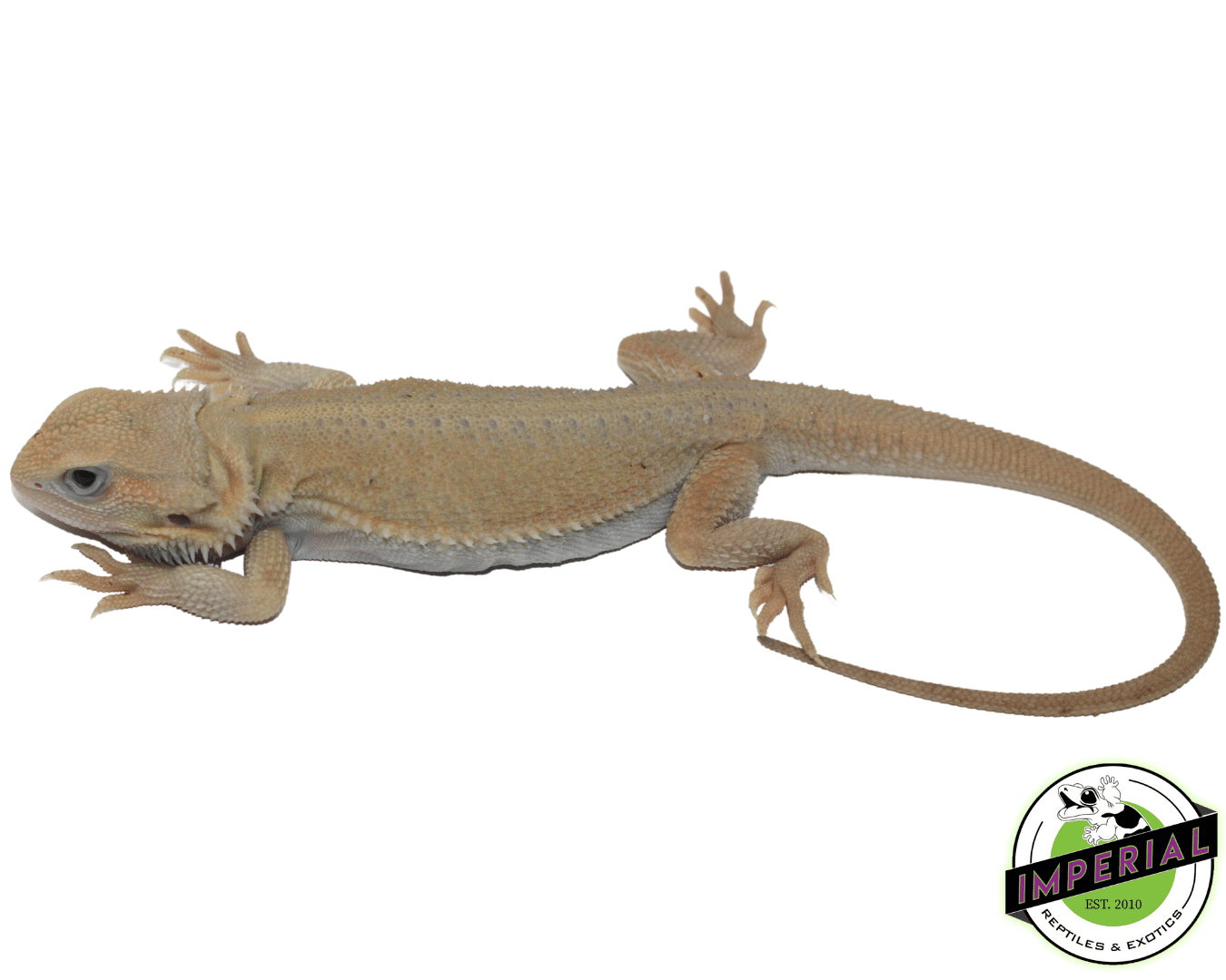 Witblits Hypo Trans Bearded Dragon - Image 2