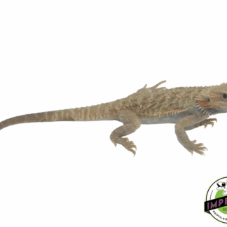 Hypo Translucent Bearded Dragon Sub Adult