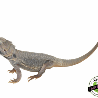 Hypo Translucent Zero Bearded Dragon Sub-Adult Male