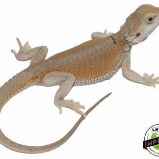 High Color Hypo Witblits Bearded Dragon Baby