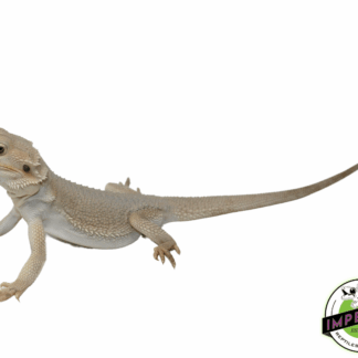 Hypo Witblits Bearded Dragon